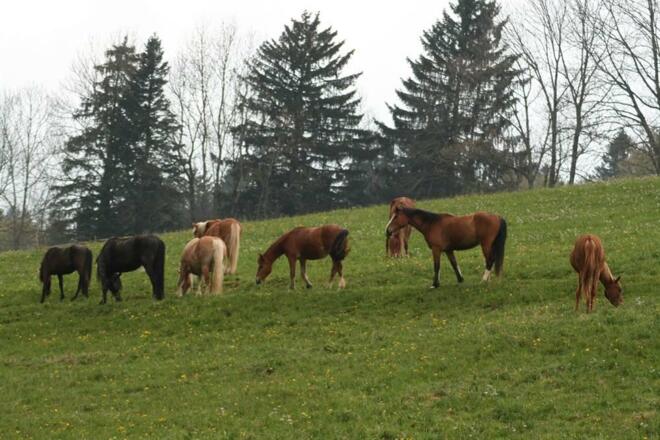 Ausblick auf die Pferdeweide