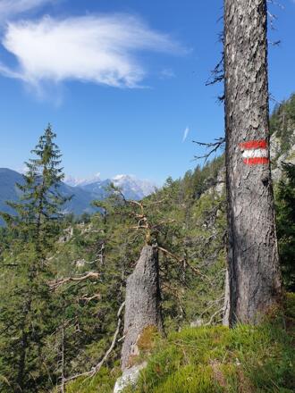 Weg zur Bärenriedlauhütte im südlichen Sengsengebirge