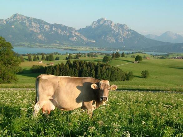 Sommer