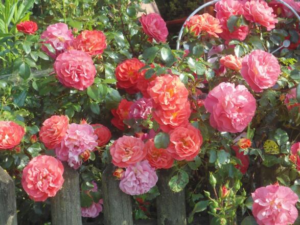 Unser Rosengarten im Juli