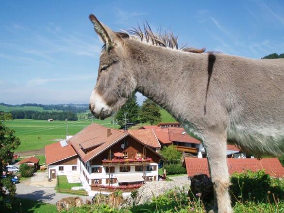 Bauernhof