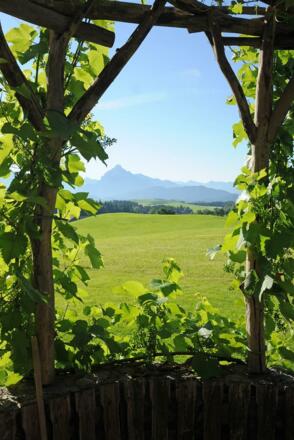 Säulingblick