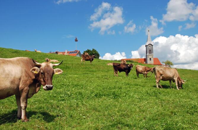 Akams mit unseren Kühen