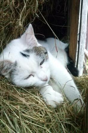 Layla unsere Katze