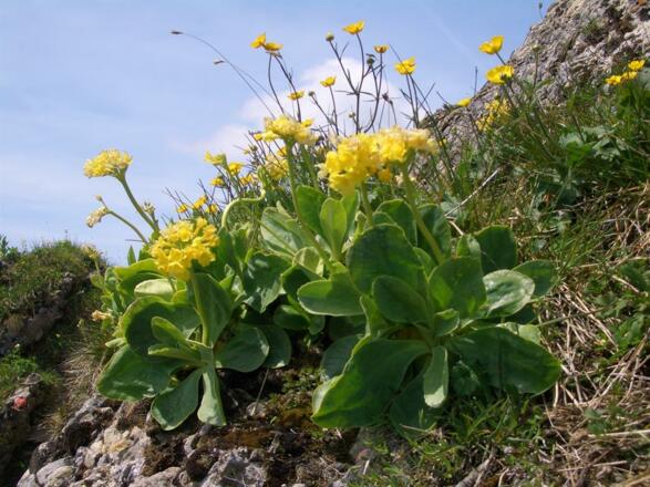 Aurikel am Steineberg