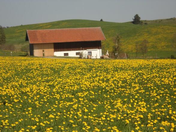Frühling