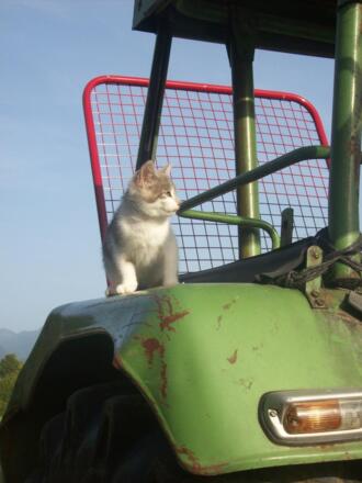 Auch Katzen finden Bulldogfahren toll!