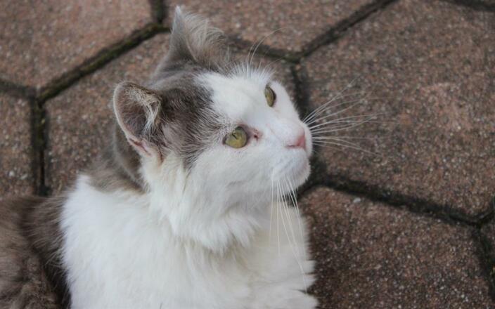 Katze
