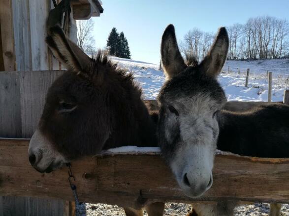 Unsere Esel Henry und Jakob