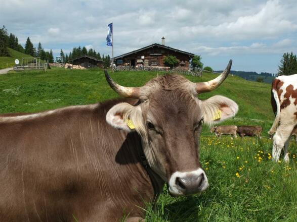 Jungvieh auf der Weide
