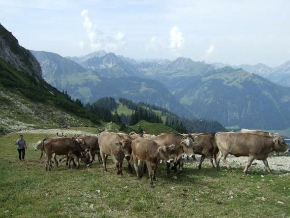 Auf unserer Alpe am Füssener Jöchle