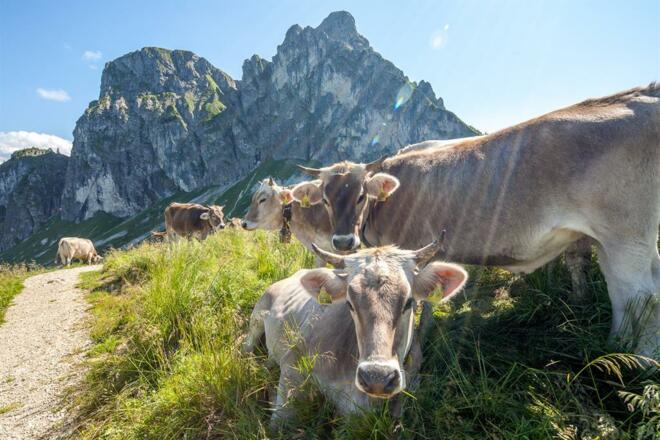 Almwanderwege