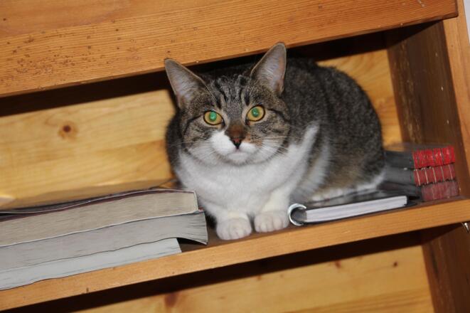 Unsere Katze Maxi
