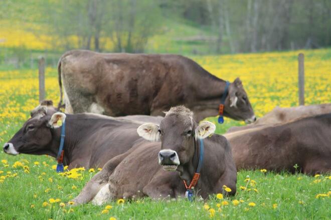 unsere Damen
