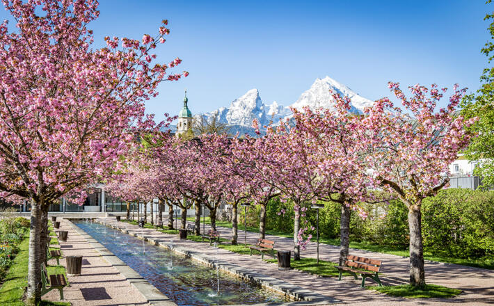 Kirschblüte im Kurgarten Berchtesgaden vor dem schneebedeckten Watzmann