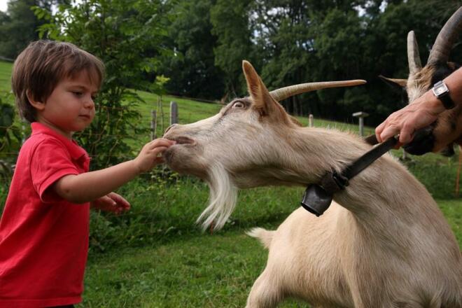 die Ziege frisst mir aus der Hand