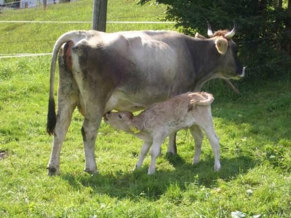 Mutterkuh mit Kälbchen