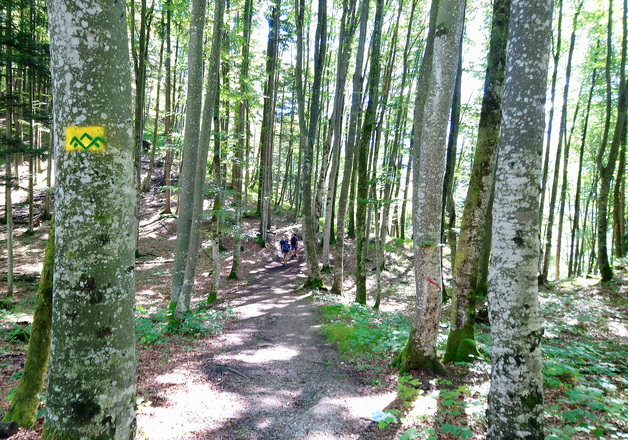 Buchenwald am Höllenbachsteig