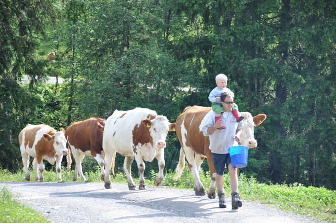 Im Sommer unsere Zaungäste - sehr zur Freunde der Kinder