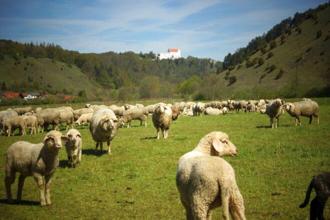 Schafe beim Lintlberg in Riedenburg im Altmühltal
