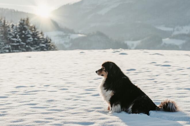 Reiterhof Krenn - Edtbauer