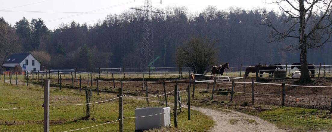 Pferdekoppel vor Röthenbach