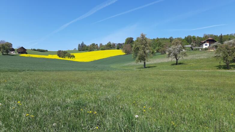 bei Gunskirchen
