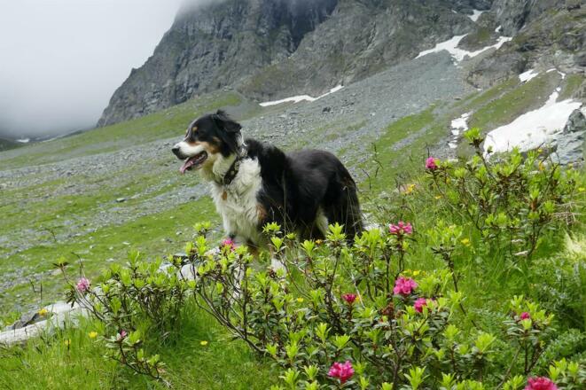 Alpenrosenblüte im Montafon mit Hütehund Laika