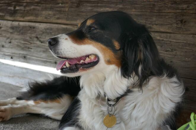 Hofhund Leika am Ferienbauernhof Hof im Feld