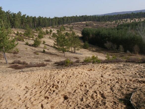 Dünenlandschaft bei Weissenbrunn
