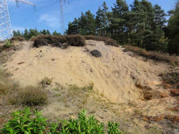 Dünenlandschaft bei Weissenbrunn