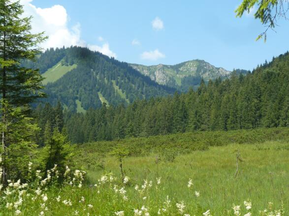 Hochmoor Schwarzentenn