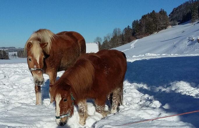 Tiere23
