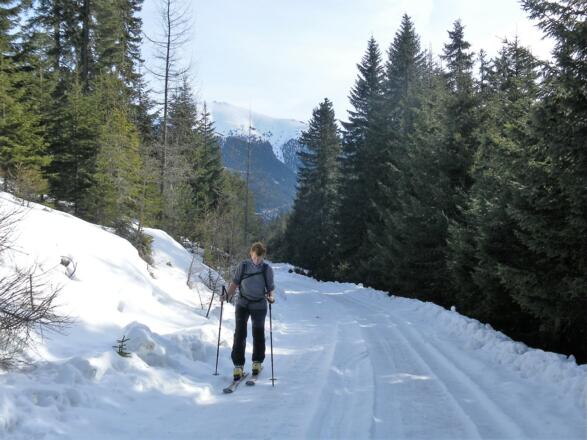 Waldweg im Steinbachtal