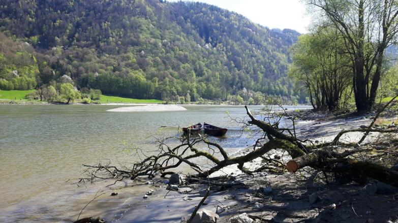 Donau - Blick vom Fallauerbach donauabwärts
