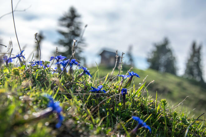 Die Bezoldhütte auf dem Toten Mann