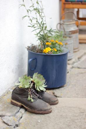 es blueht sogar im Topf und Schuh!