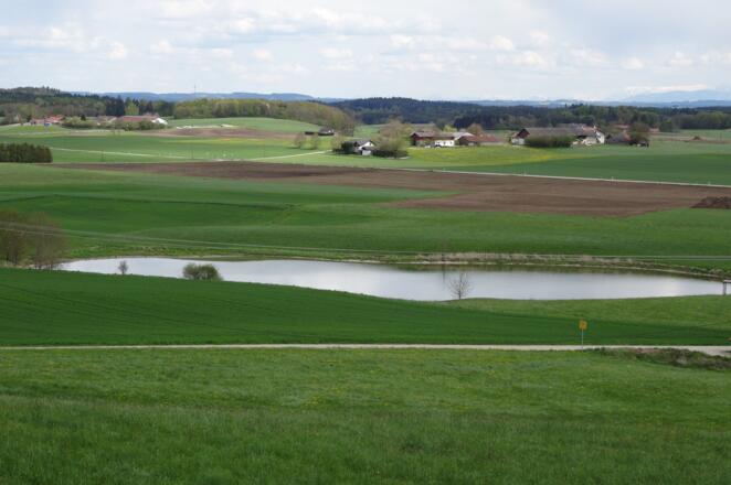 Maitenbether Kleeblatt