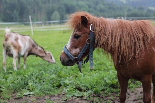 unsere Tiere - Pony und Ziege