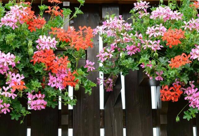 Aussenansicht im Sommer