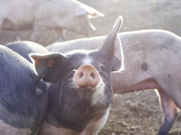 Speck-Alm_Bad Kreuzen_151104_577©WGD Donau Oberösterreich Tourismus GmbH-Peter Podpera