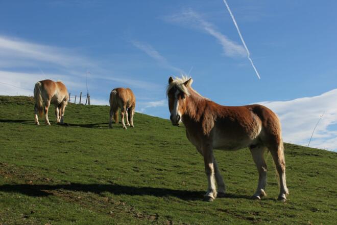 Pferde an der Salmaser Höhe