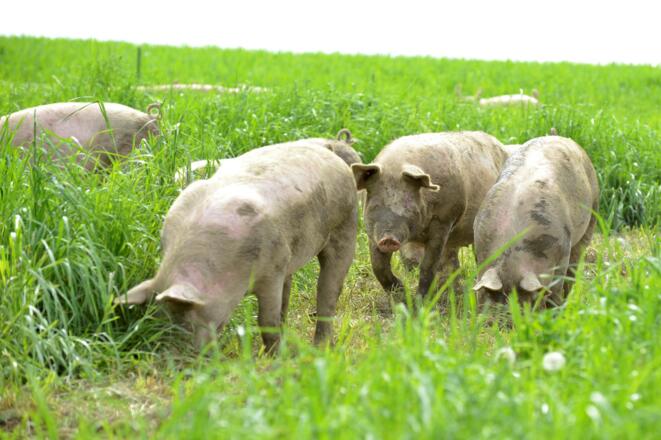 Schweinderl im Freien