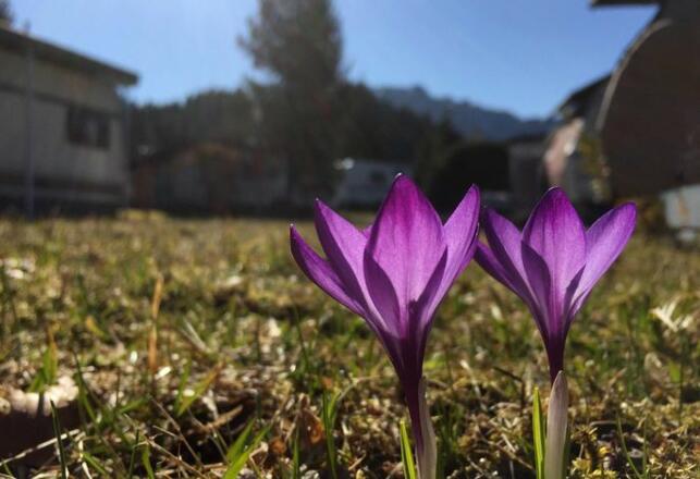 Frühlingsboten