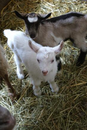 unsere Ziegen