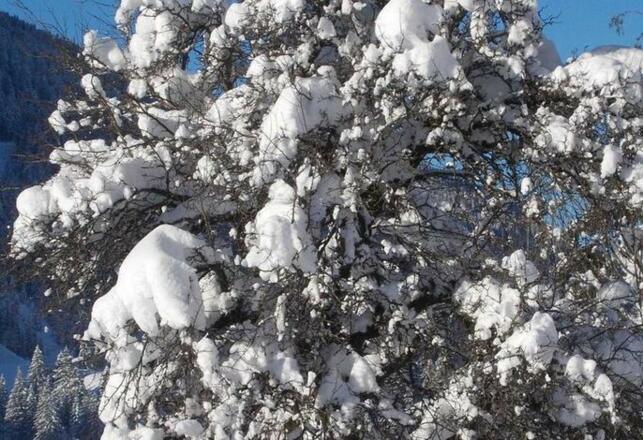 Fewo Löffler   Haus Tina