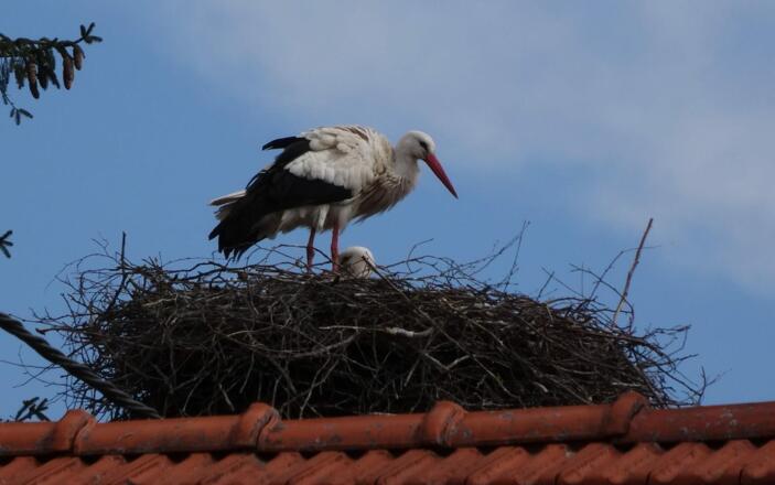 Storch