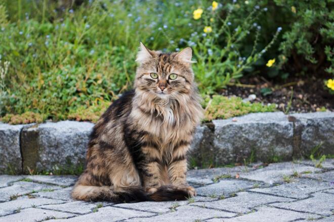 Katze