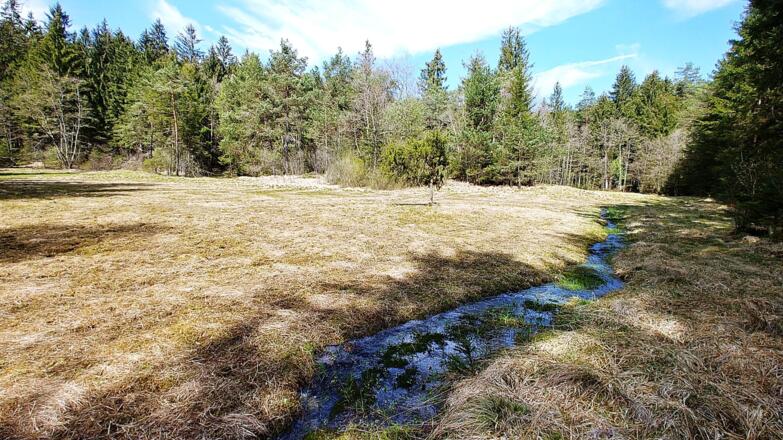 Kalkmoor im Süden Maitenbeths