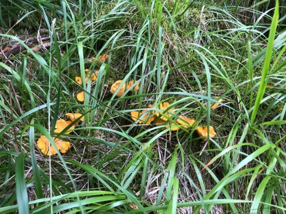 Blumen